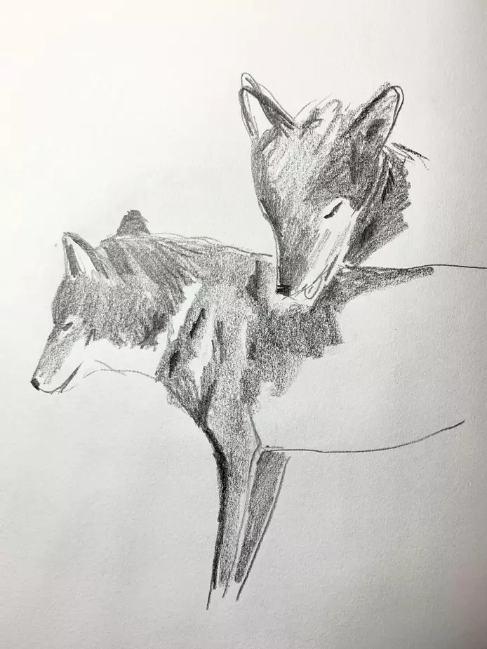 a pencil drawing of two wolves grooming each other